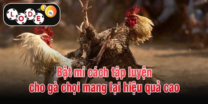 Bật mí cách tập luyện cho gà chọi mang lại hiệu quả cao